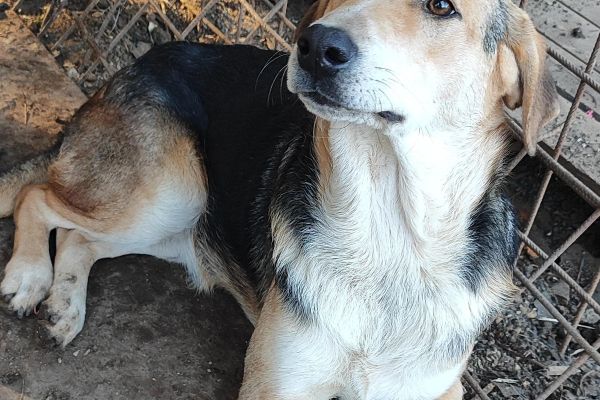Athos un dolce cagnolone in cerca di casa athosundolcecagnoloneincercadi12.jpg