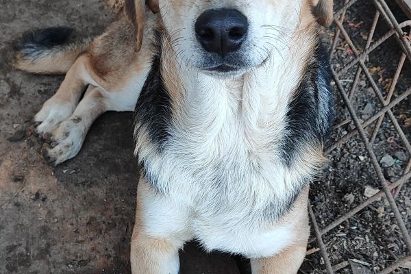 Athos un dolce cagnolone in cerca di casa athosundolcecagnoloneincercadi123.jpg