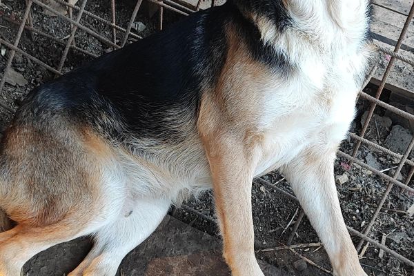 Athos un dolce cagnolone in cerca di casa athosundolcecagnoloneincercadi1234.jpg