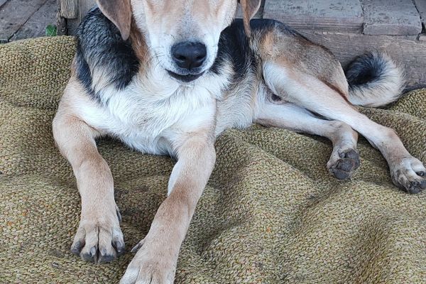 Athos un dolce cagnolone in cerca di casa athosundolcecagnoloneincercadi12345.jpg