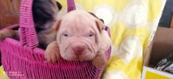 Shar-pei cuccioli Sharpeicuccioli.jpg