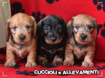 Bassotto Kaninchen e Nano Pelo Duro Cuccioli - Pedigree BassottoKanincheneNanoPeloDuroCuccioliPedigree.jpg