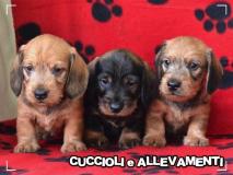 Bassotto Kaninchen e Nano Pelo Duro Cuccioli - Pedigree BassottoKanincheneNanoPeloDuroCuccioliPedigree1.jpg