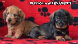 Bassotto Kaninchen e Nano Pelo Duro Cuccioli - Pedigree BassottoKanincheneNanoPeloDuroCuccioliPedigree12.jpg