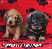 Bassotto Kaninchen e Nano Pelo Duro Cuccioli - Pedigree BassottoKanincheneNanoPeloDuroCuccioliPedigree123.jpg