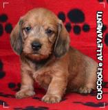 Bassotto Kaninchen e Nano Pelo Duro Cuccioli - Pedigree BassottoKanincheneNanoPeloDuroCuccioliPedigree1234.jpg