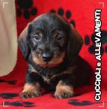 Bassotto Kaninchen e Nano Pelo Duro Cuccioli - Pedigree BassottoKanincheneNanoPeloDuroCuccioliPedigree12345.jpg