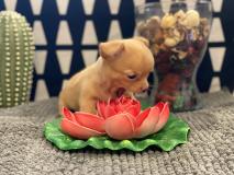 Chihuahua maschio Orange chiarissimo ipertipico di altissimo morfologia micro It ChihuahuamaschioOrangechiarissimoipertipicodialtissimomorfologiamicroItaliani12.jpg