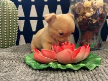 Chihuahua maschio Orange chiarissimo ipertipico di altissimo morfologia micro It ChihuahuamaschioOrangechiarissimoipertipicodialtissimomorfologiamicroItaliani123.jpg