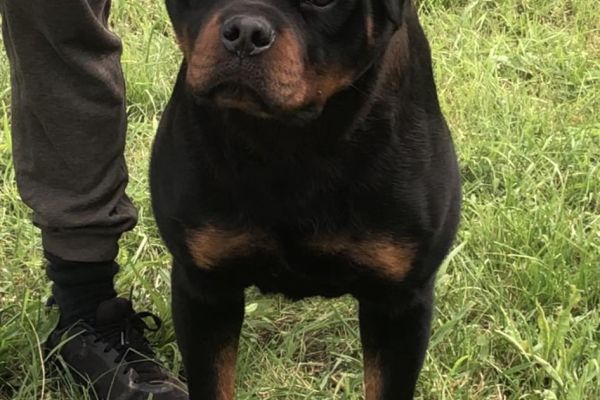 rottweiler ragazzo in vendita rottweilerragazzoinvendita.jpg
