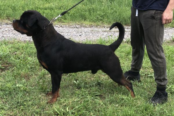 rottweiler ragazzo in vendita rottweilerragazzoinvendita1.jpg