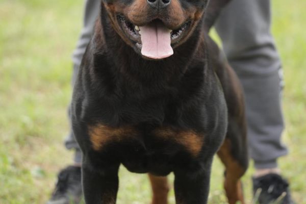 rottweiler ragazzo in vendita rottweilerragazzoinvendita123.jpg