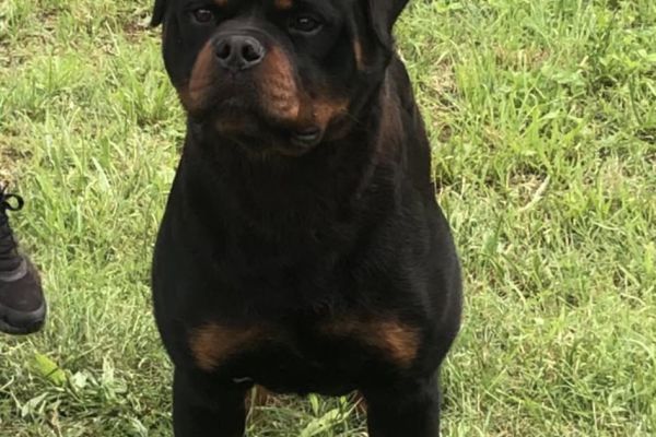 rottweiler ragazzo in vendita rottweilerragazzoinvendita1234.jpg