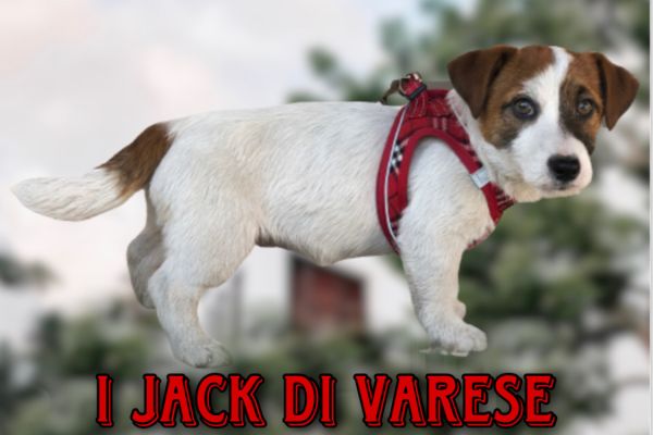 Jack Russell cucciolo Pedigree Enci jackrussellcucciolopedigreeenc.jpeg