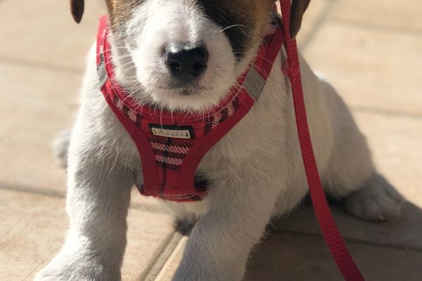 Jack Russell cucciolo Pedigree Enci jackrussellcucciolopedigreeenc1.jpeg