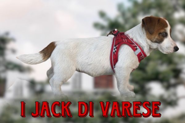 Jack Russell cucciolo Pedigree Enci jackrussellcucciolopedigreeenc12.jpeg