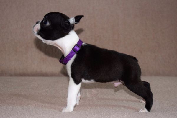 Boston terrier cuccioli bostonterriercuccioli1234.jpeg