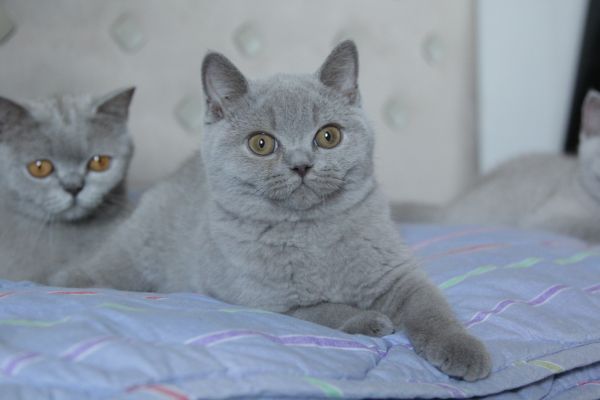 British Shorthair britishshorthair.jpeg