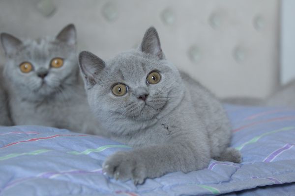 British Shorthair britishshorthair1.jpeg