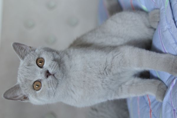 British Shorthair britishshorthair12345.jpeg