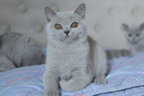 British Shorthair britishshorthair123456.jpeg