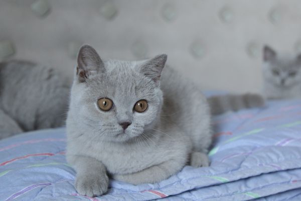 British Shorthair britishshorthair1234567.jpeg