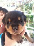 Cuccioli Rottweiler CuccioliRottweiler.jpg