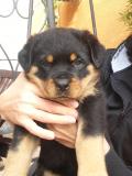 Cuccioli Rottweiler CuccioliRottweiler12.jpg