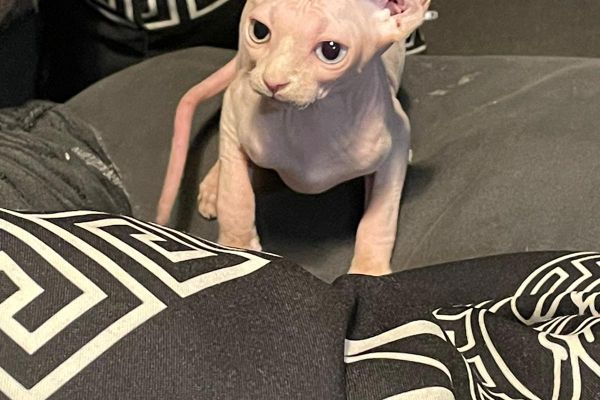 Gatto Elf/Sphynx gattoelfsphynx-6364de4bb3047.jpeg