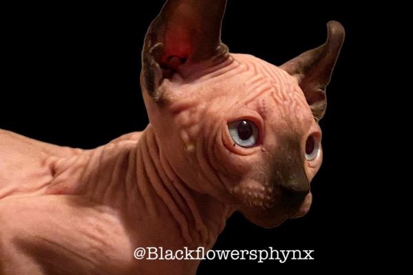 Gatto Elf/Sphynx gattoelfsphynx-6364de6321a02.jpeg
