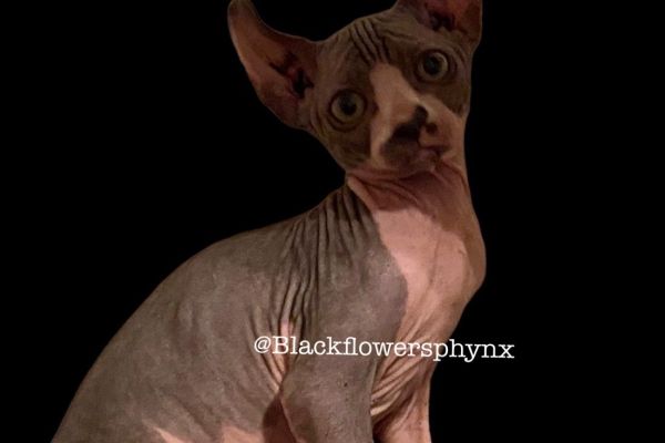 Gatto Elf/Sphynx gattoelfsphynx-6364de74e4e79.jpeg