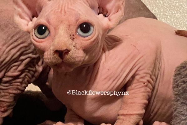 Gatto Elf/Sphynx gattoelfsphynx-6364de8ad4777.jpeg