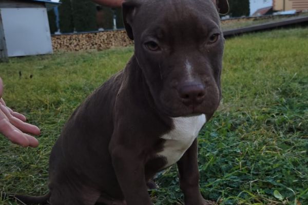 Pitbull terrier americano CUCCIOLI pitbullterrieramericanocucciol.jpg