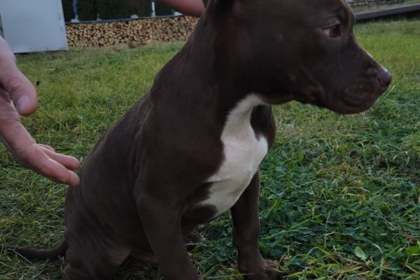 Pitbull terrier americano CUCCIOLI pitbullterrieramericanocucciol1.jpg
