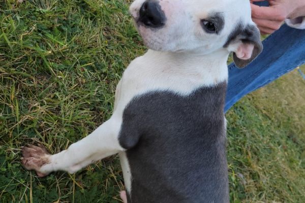 Pitbull terrier americano CUCCIOLI pitbullterrieramericanocucciol123.jpg