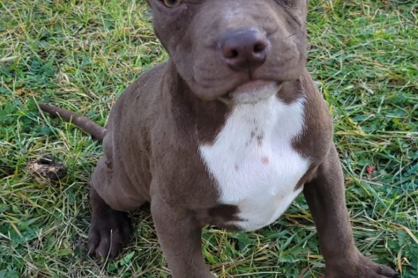 Pitbull terrier americano CUCCIOLI pitbullterrieramericanocucciol123456.jpg