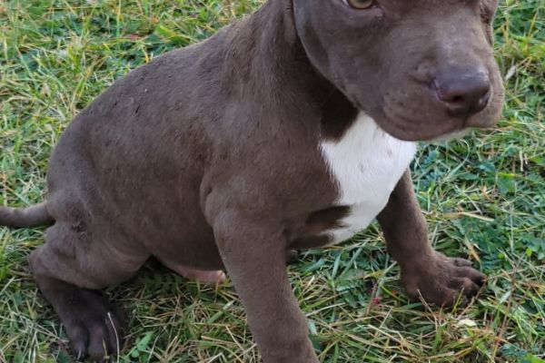Pitbull terrier americano CUCCIOLI pitbullterrieramericanocucciol1234567.jpg