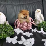 spitz di pomerania maschio e femmina veri toy italiani massime garanzie spitzdipomeraniamaschioefemminaveritoyitalianimassimegaranzie12.jpg