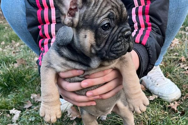 Stupendi Cuccioli di Bulldog Francese stupendicucciolidibulldogfranc12345.jpeg