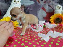 Chihuahua femmina color crema Chihuahuafemminacolorcrema1.jpg