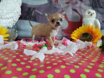 Chihuahua femmina color crema Chihuahuafemminacolorcrema12.jpg