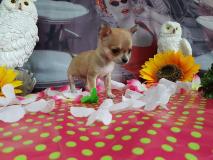 Chihuahua femmina color crema Chihuahuafemminacolorcrema123.jpg