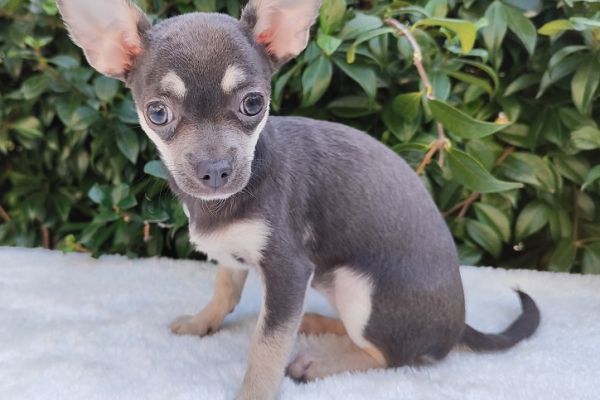 Chihuahua toy cuccioli pelo rado blu chihuahuatoycucciolipeloradobl1.jpg