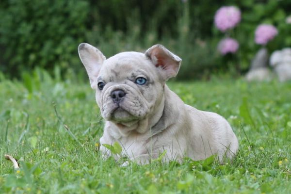 Bulldog francese bulldogfrancese-64971c2faa260.jpg