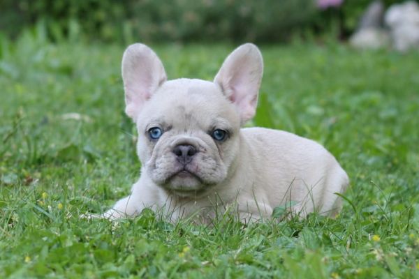 Bulldog francese bulldogfrancese-64971c306d9b4.jpg