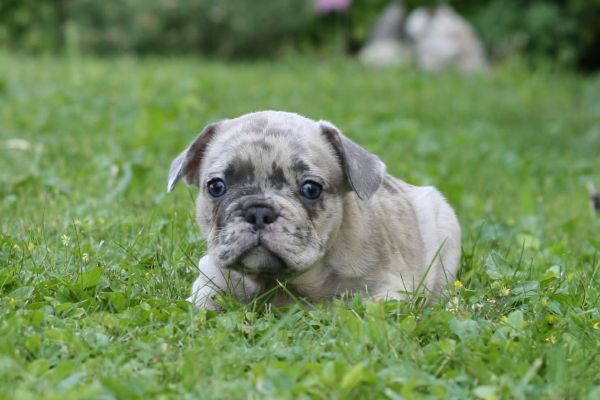 Bulldog francese bulldogfrancese-64971c3105bac.jpg