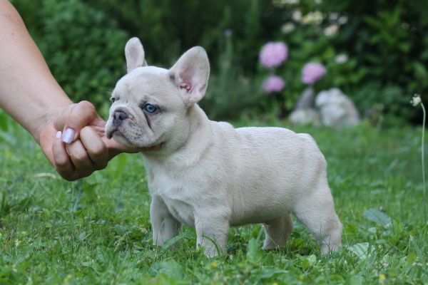 Bulldog francese bulldogfrancese-64971c31f2650.jpg