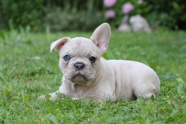 Bulldog francese bulldogfrancese-64971c3279966.jpg
