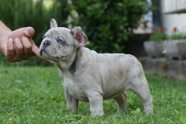 Bulldog francese bulldogfrancese-64971c330476c.jpg