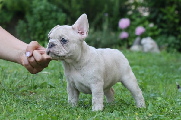 Bulldog francese bulldogfrancese-64971c3381bfd.jpg
